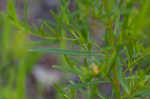 Loomis' yellow loosestrife